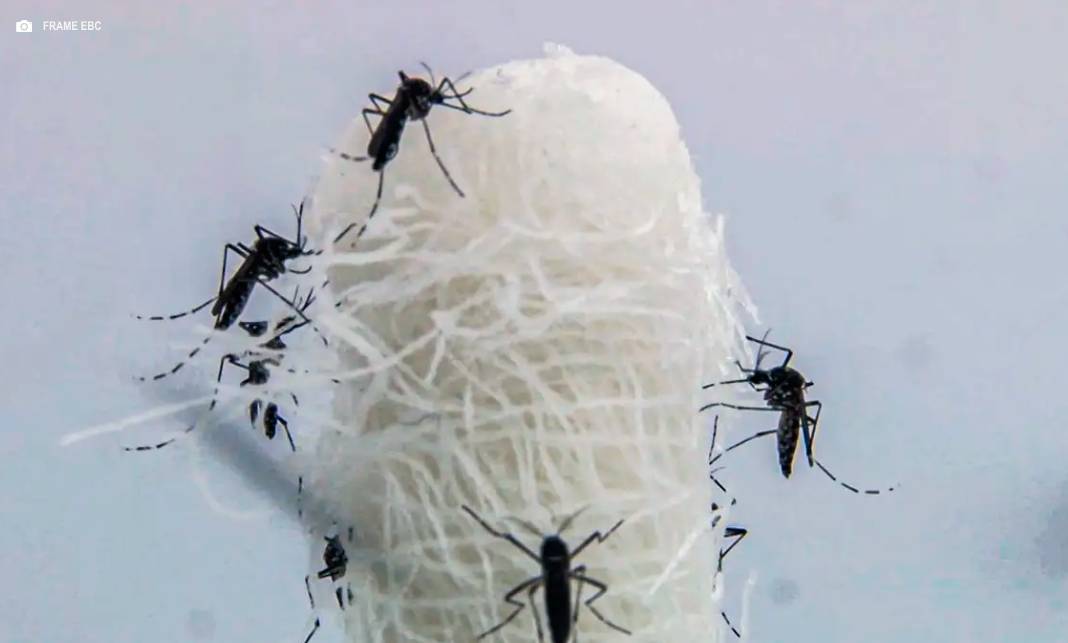 Mortes confirmadas por dengue em São Paulo dobram em 72 horas