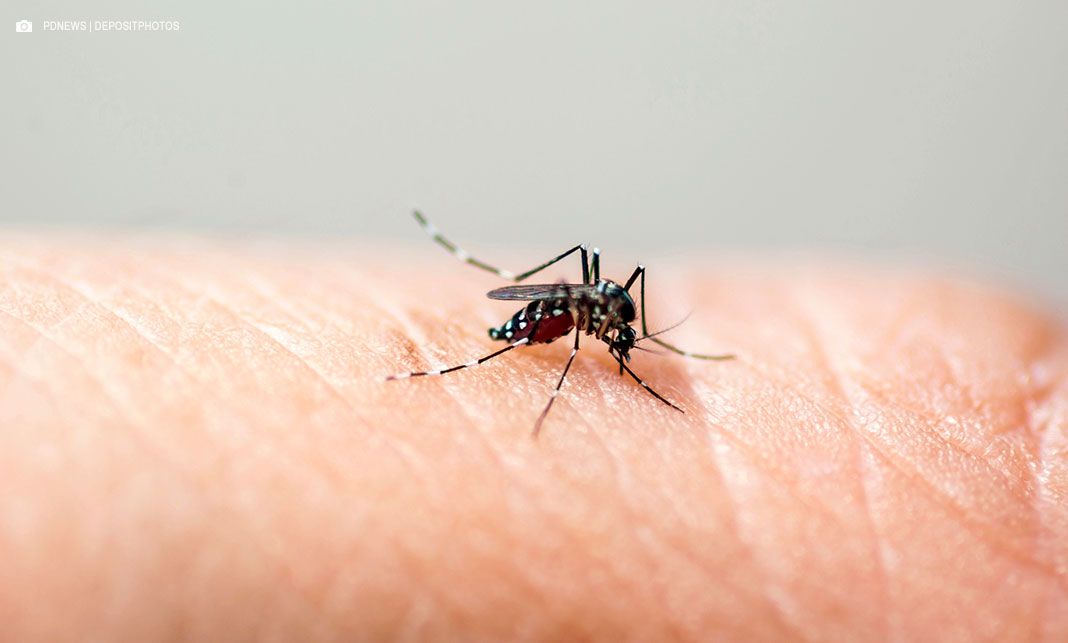 OPAS emite alerta para risco de surtos de dengue 3 nas Américas