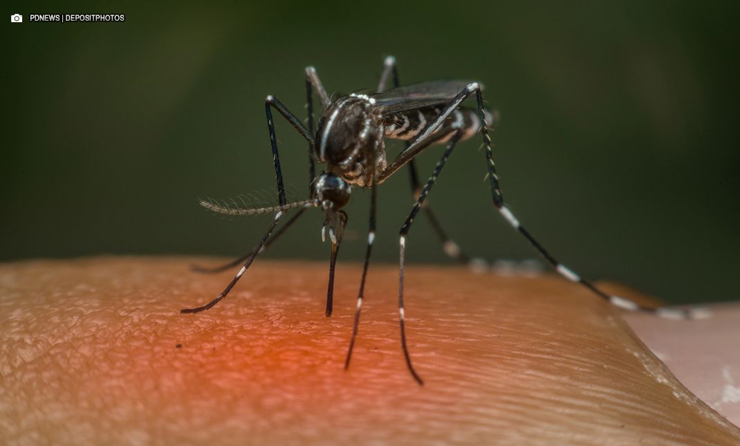 São Paulo tem primeiro caso de morte por Chikungunya