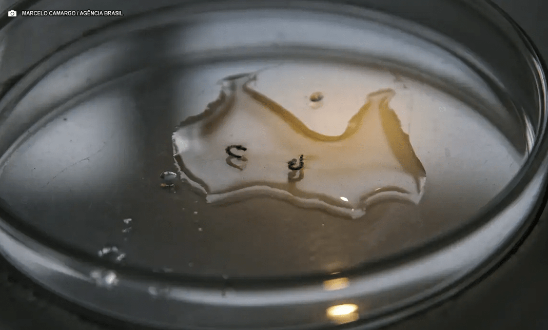 Campanha de mobilização contra dengue nas escolas começa nesta segunda