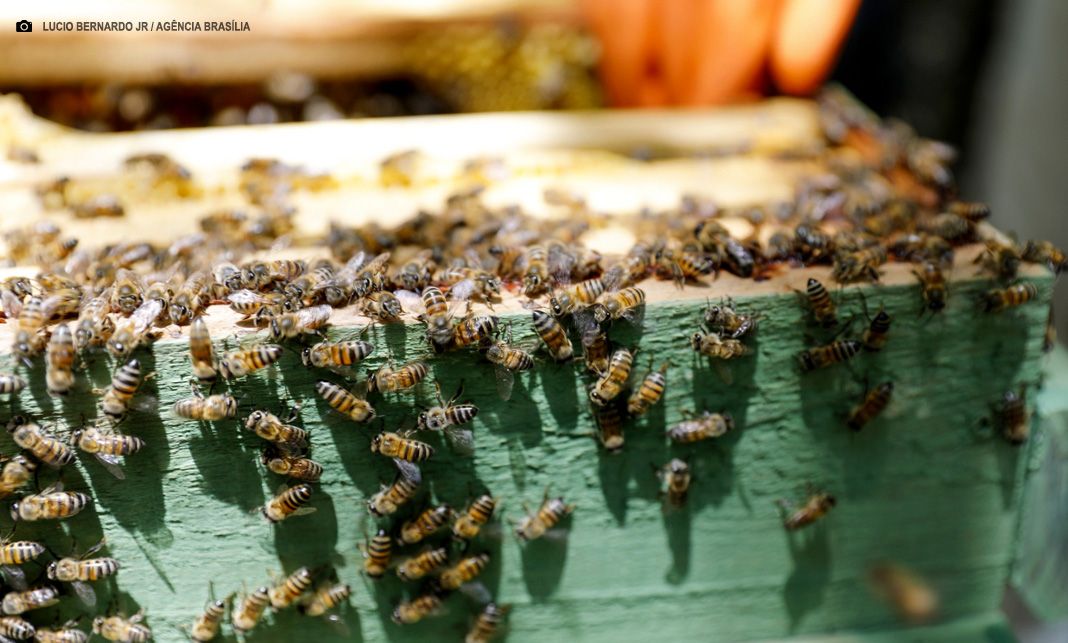 Saiba o que fazer se for picado por escorpião ou abelhas