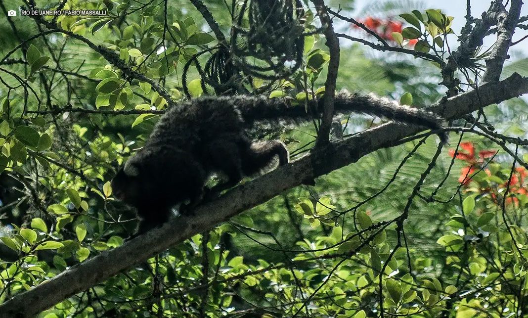 Terapia adaptada diminui mortes por febre amarela em 84%