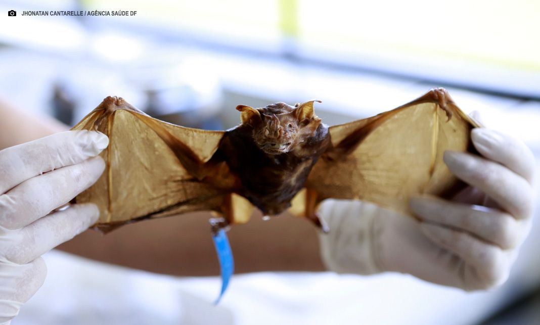 Conheça as orientações para o recolhimento de animais mortos com segurança