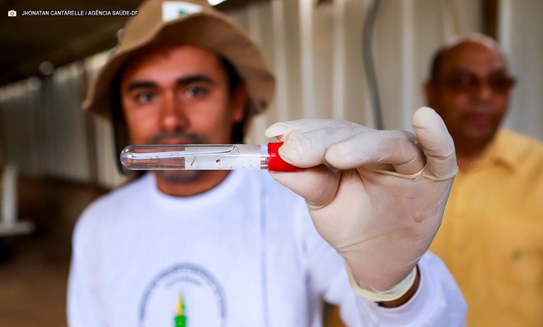 Dengue: casos da doença seguem em queda no Distrito Federal