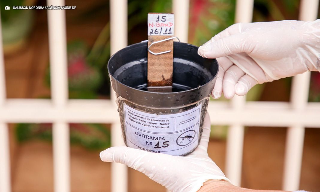 Não caia em fake news! – Saiba como funcionam armadilhas contra o Aedes aegypti