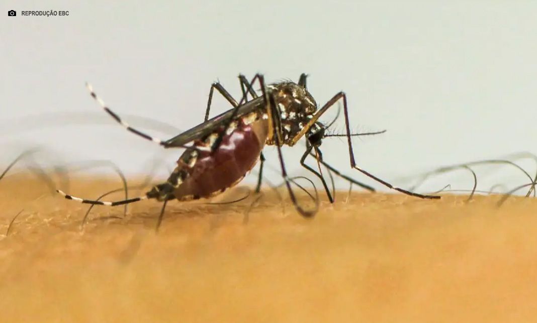 Brasil ultrapassa 1 milhão de casos prováveis de dengue em 2025