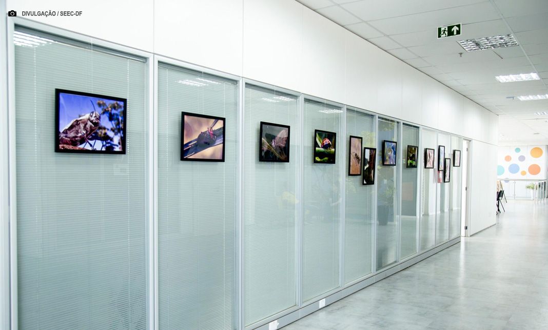 Espaço Qualidade de Vida do GDF recebe exposição ‘Insetos em Macrofotografia’