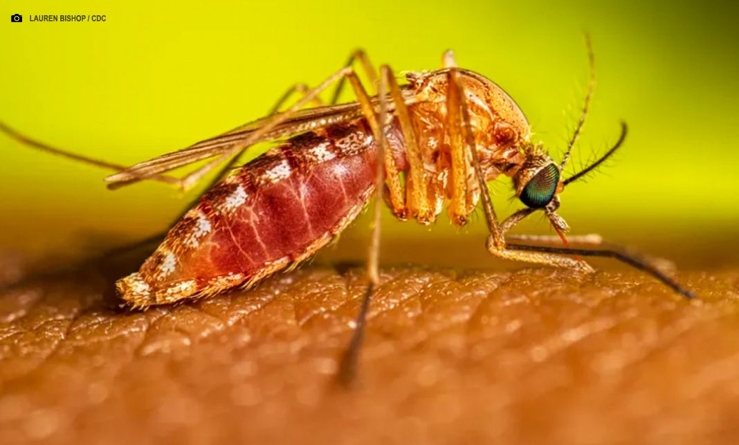 Pesquisa mostra influência de eventos climáticos em surto de oropouche