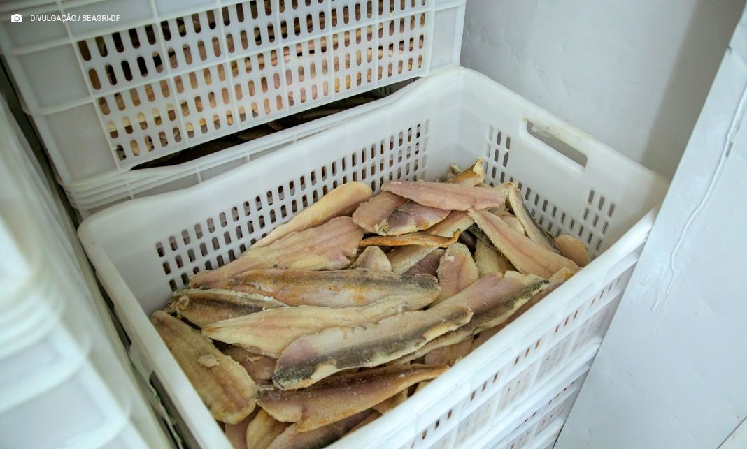 Operação verifica origem e condições de pescados comercializados no DF