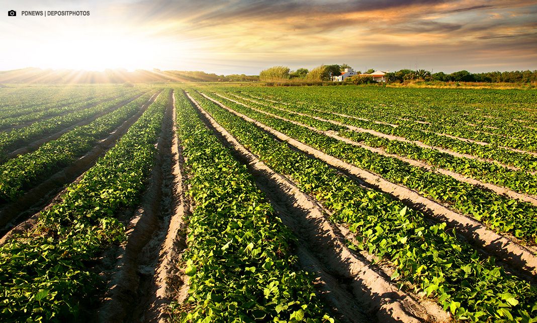 País supera 400 mil toneladas exportadas em um ano, com faturamento acima de R$ 2 bilhões nos últimos 12 meses