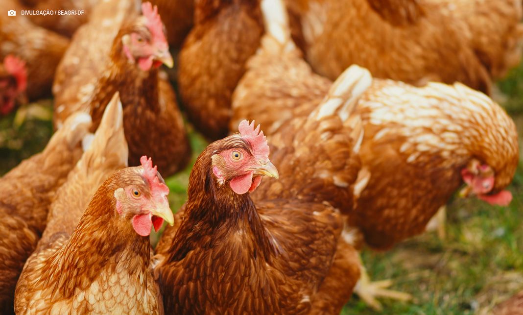 Ceará registra foco de gripe aviária em criação doméstica