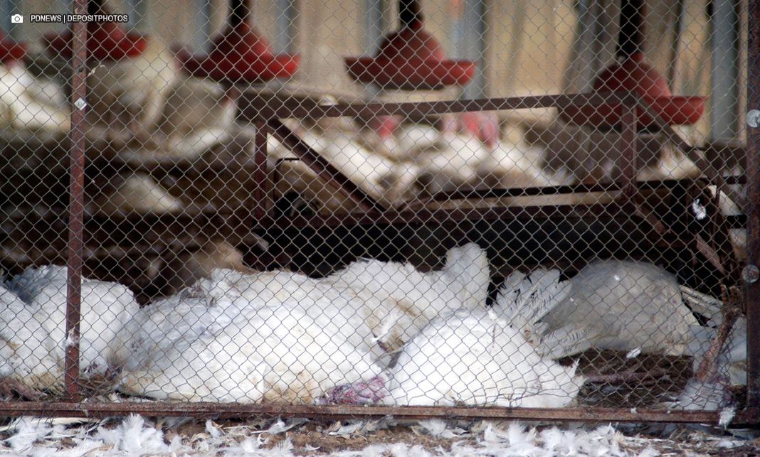 Ministério da Agricultura e Pecuária confirma primeiro foco de gripe aviária em granja comercial no Brasil