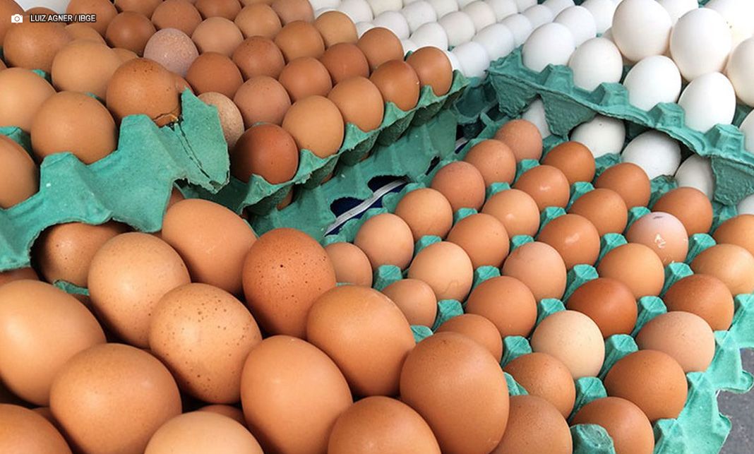 Ovos de granja com caso de gripe aviária estão rastreados, diz Mapa