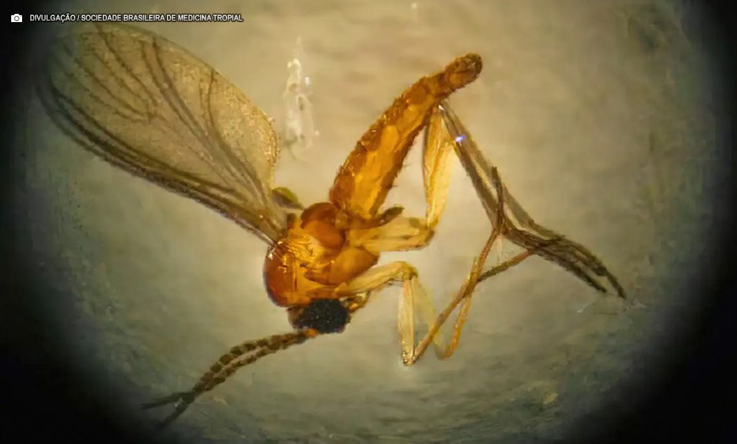 Estado do Rio registra quarta morte por febre do Oropouche