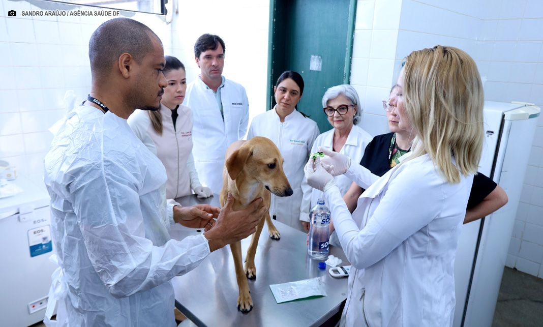 Cães da Zoonoses do DF recebem microchips para identificação eficaz