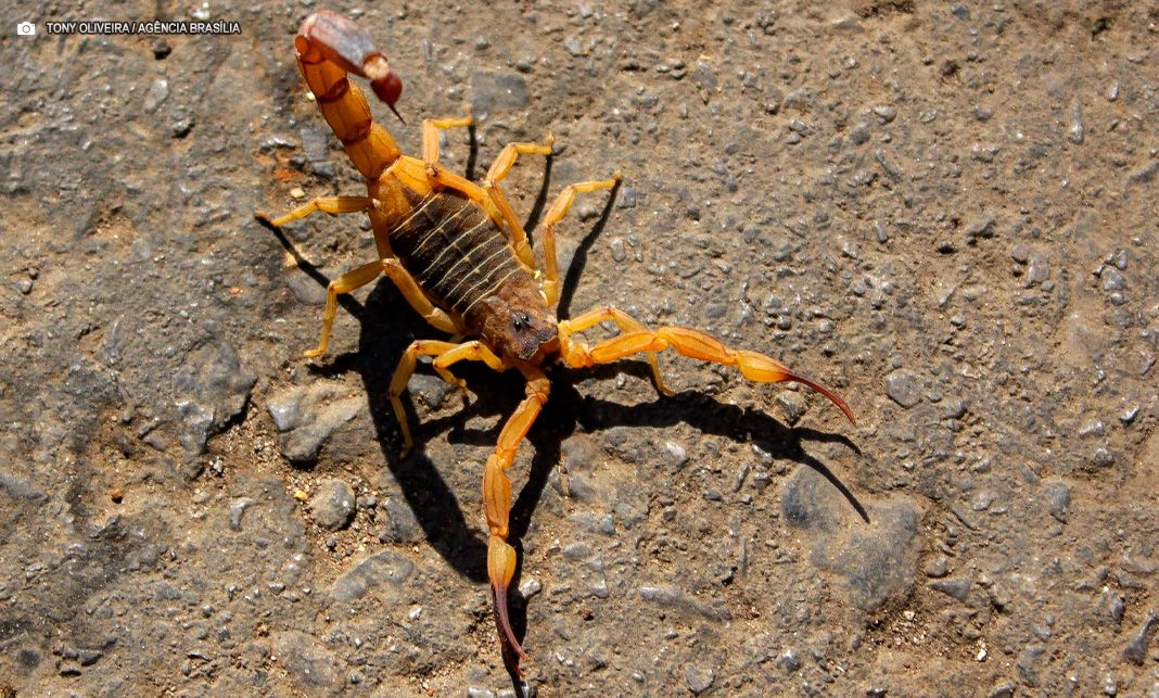 Escorpiões: Atenção redobrada ajuda a evitar acidentes em casa