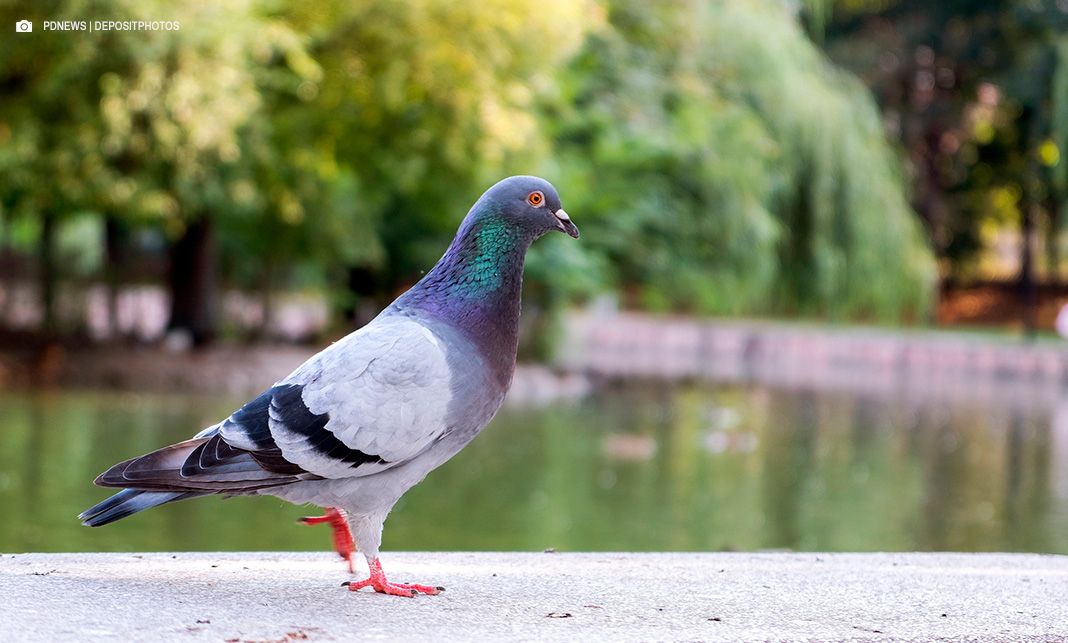 Saúde cria centro de operações para enfrentar gripe aviária no DF