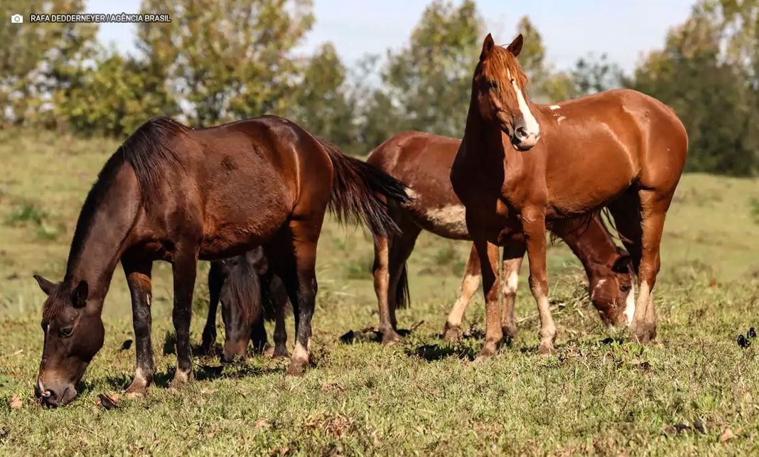 Ração contaminada mata 245 equinos em quatro estados