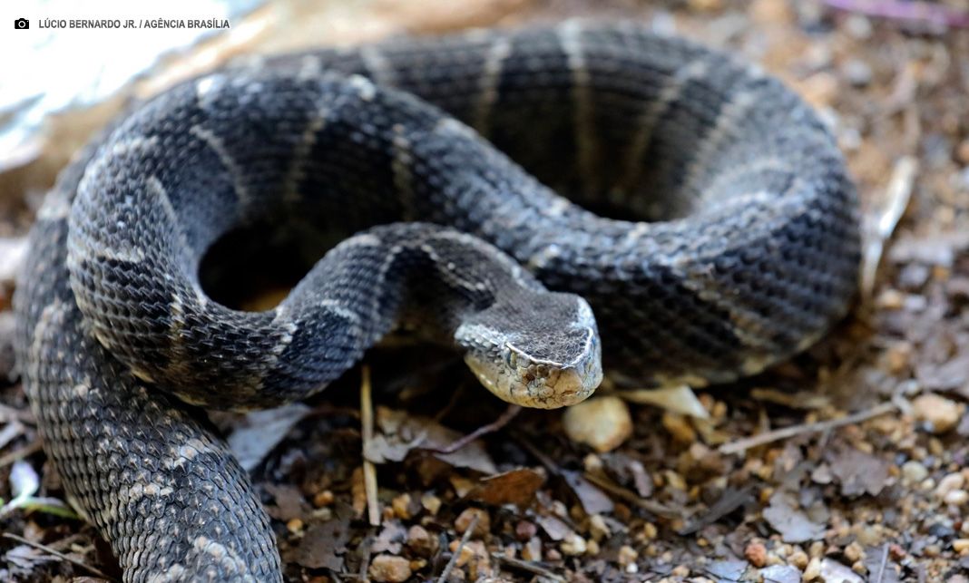 Dia Mundial da Cobra: cartaz ressalta papel ecológico dos ofídios