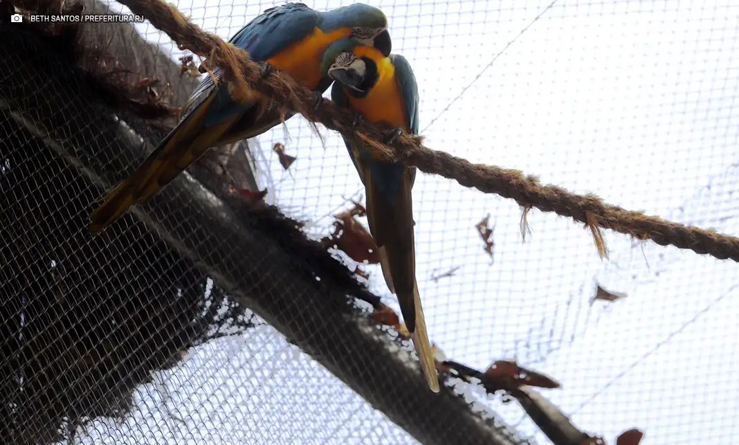 Gripe aviária: Morte de mais quatro aves fecha ao público zoológico do Rio de Janeiro