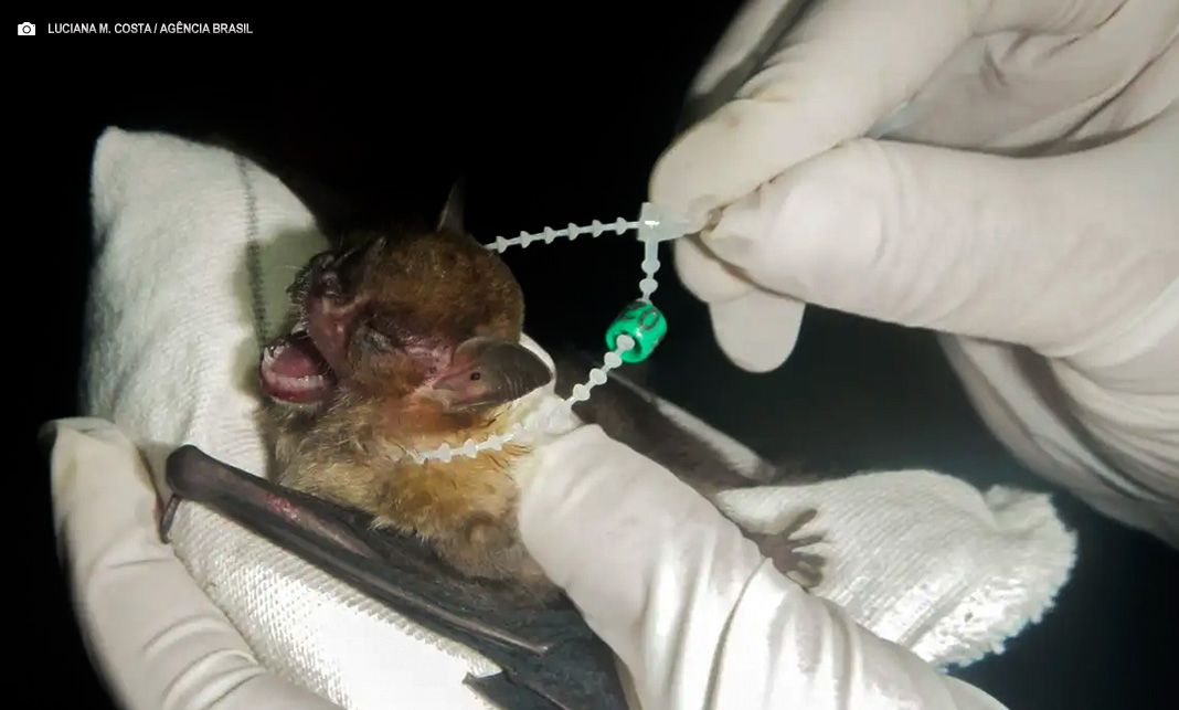DF tem dois casos de raiva em morcegos e Saúde intensifica cuidados