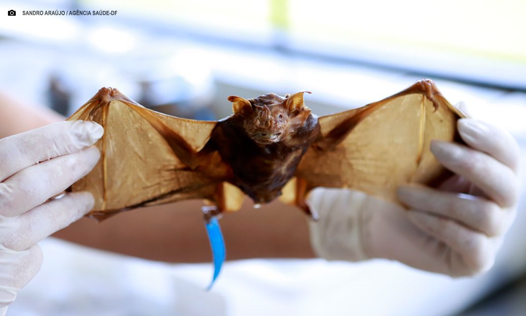 Raiva: população deve tomar cuidado ao lidar com animais silvestres