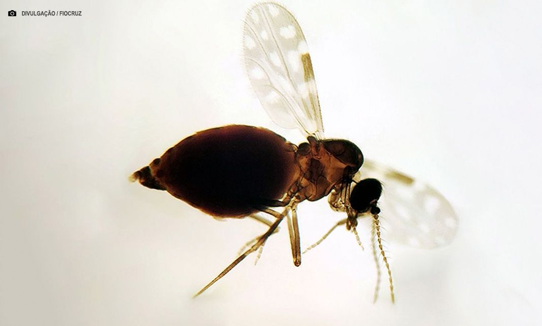 Antes restrita à Amazônia, febre oropouche se espalha pelo país