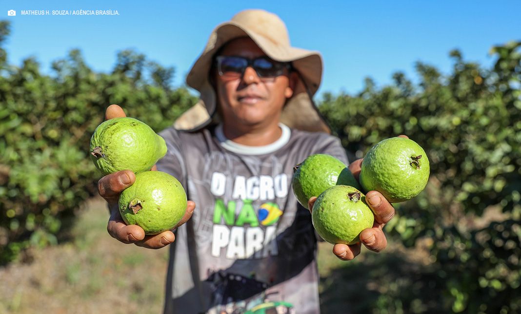 Produção agrícola do DF movimentou mais de R$ 5,8 bilhões em 2024 com alta dos setores de frutas, flores e pecuária