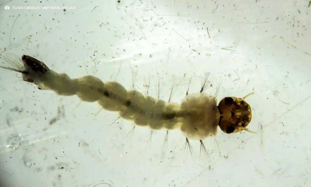 Brasil inaugura maior biofábrica do mundo de mosquitos “do bem”