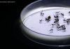 Quase metade dos municípios entra em alerta para Aedes aegypti