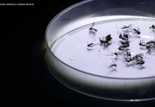 Quase metade dos municípios entra em alerta para Aedes aegypti