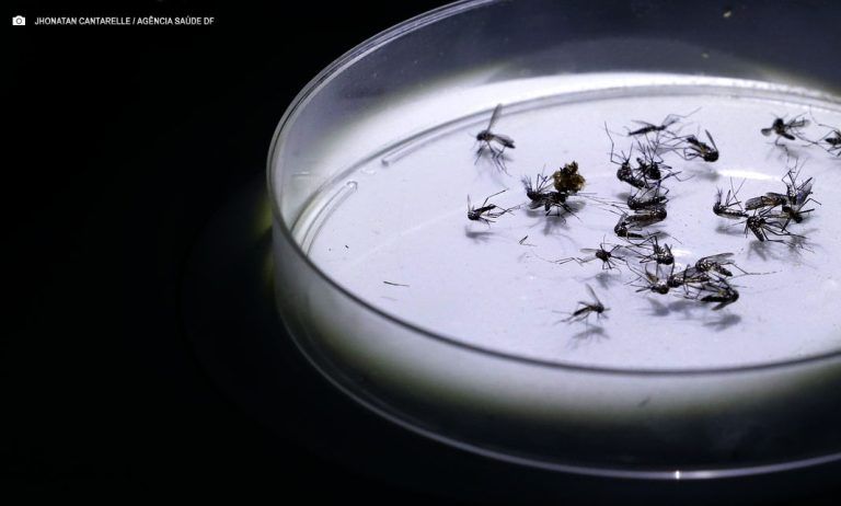 Produção de mosquitos Wolbito auxiliará combate à dengue no Distrito Federal