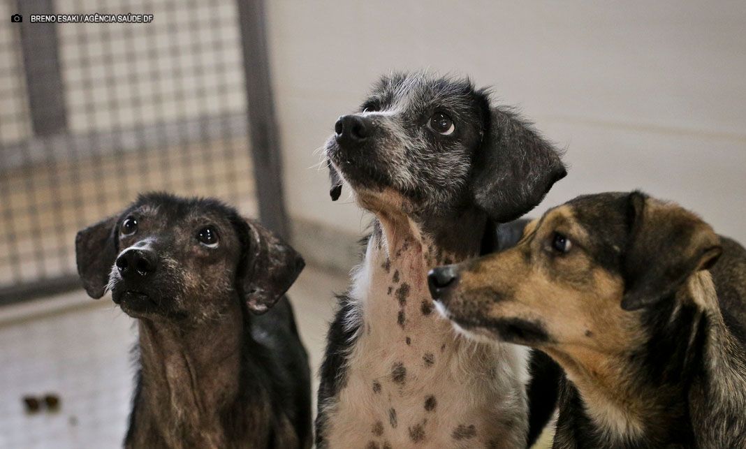 Vacinação contra a raiva em cães e gatos no DF é oferecida gratuitamente no sábado