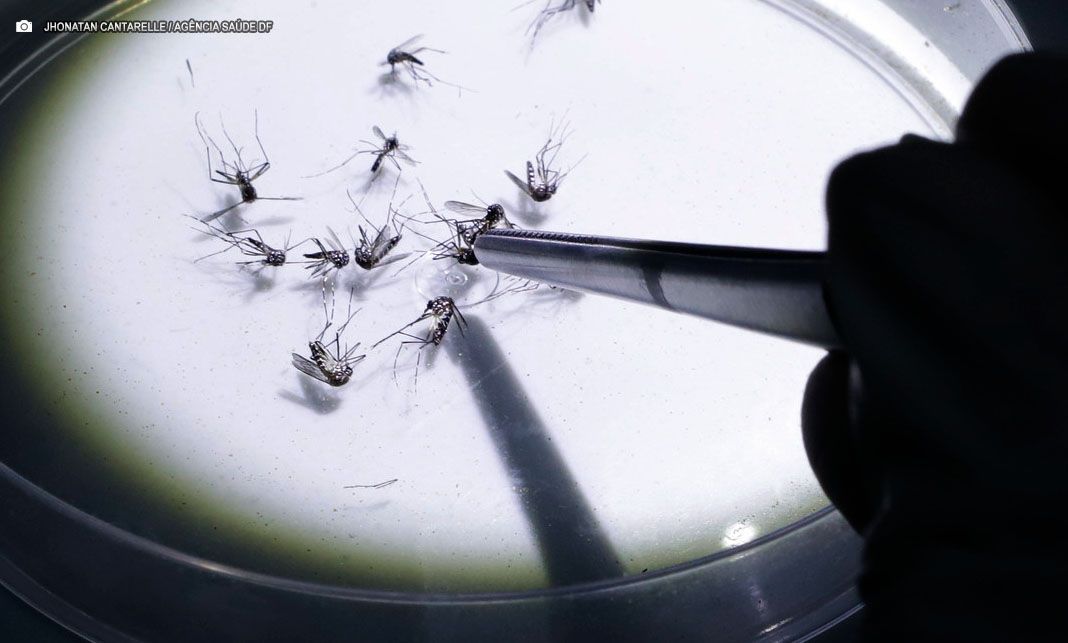 DF inicia combate à dengue com mosquitos ‘wolbitos’ neste mês