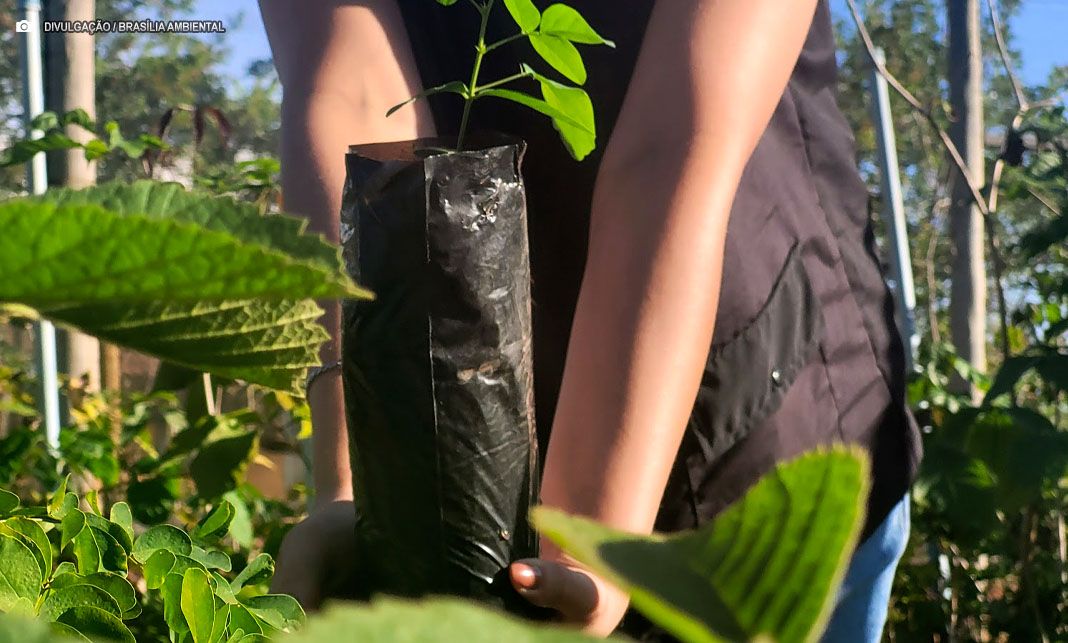 Disque-Cerrado incentiva plantio de árvores nativas no Jardim Botânico