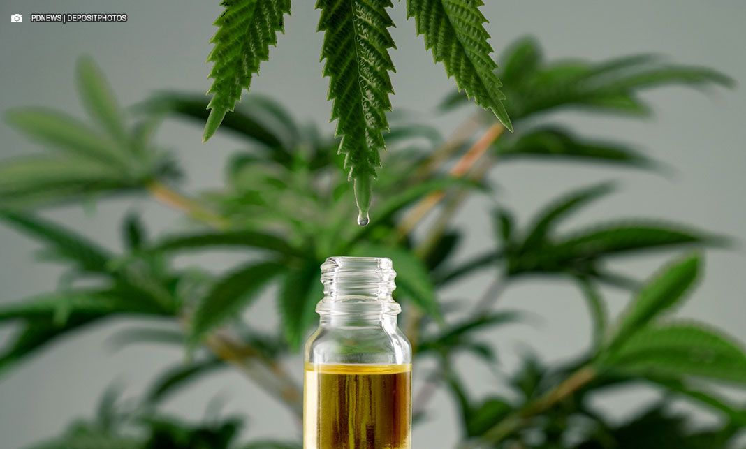 Justiça Federal concede permissão para Santa Gaia retomar atividades e atender pacientes que fazem uso de cannabis medicinal