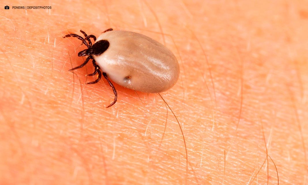 Febre maculosa: Parque de Lavras é fechado após confirmação de três óbitos em Salto (SP)