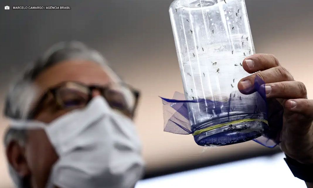 Wolbachia: Fábrica de mosquitos em Campinas oferece tecnologias para combater dengue