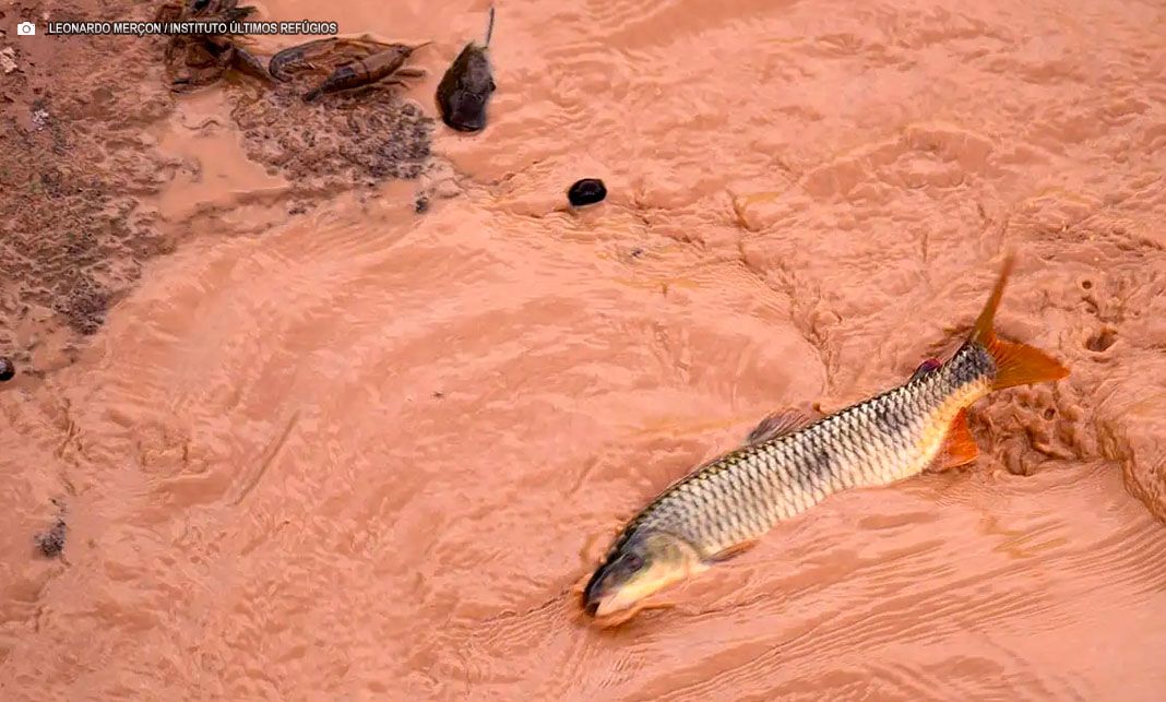 Carf mantém multa de R$ 1,8 bilhão contra Samarco e Vale por impostos