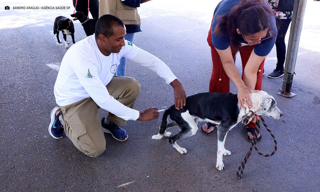 Vacinação antirrábica mobiliza 90 pontos urbanos e rurais DF neste sábado (11)