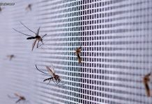 Chuvas intensas e calor elevam alerta para combate ao Aedes aegypti no Distrito Federal