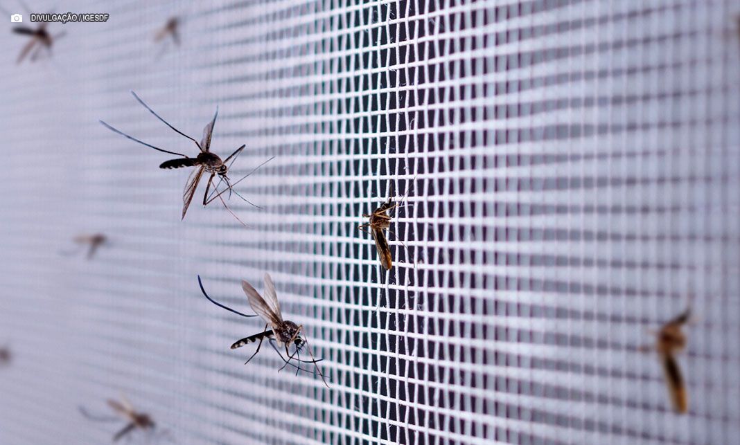 Chuvas intensas e calor elevam alerta para combate ao Aedes aegypti no Distrito Federal