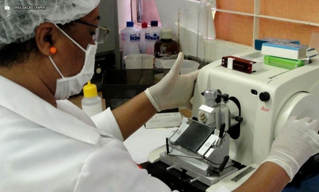 FAPDF: Pesquisa da UnB identifica curcumina como potencial terapia contra câncer de cabeça e pescoço