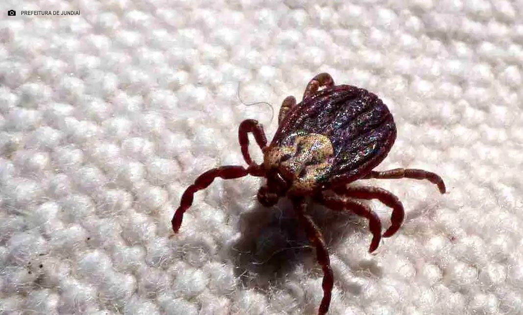 Febre maculosa causa mais duas mortes no interior de São Paulo