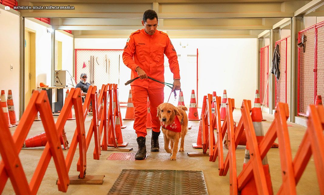 Cães-guia do CBMDF: projeto busca famílias voluntárias para socialização de filhotes