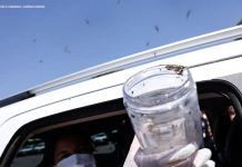 Mosquitos estéreis: saúde libera tecnologia para frear aedes aegypti