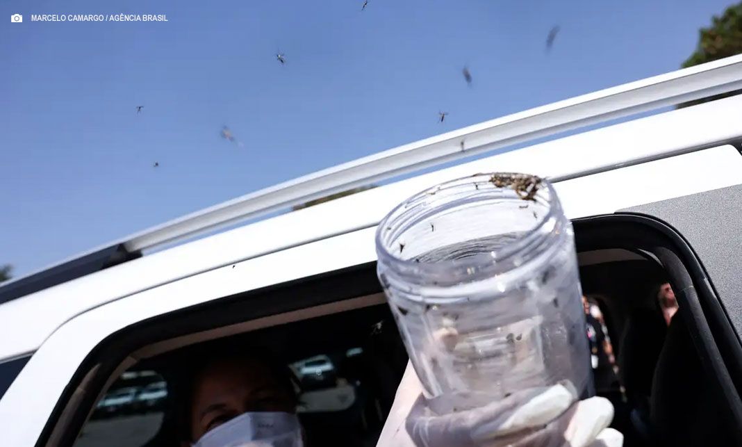 Mosquitos estéreis: saúde libera tecnologia para frear aedes aegypti