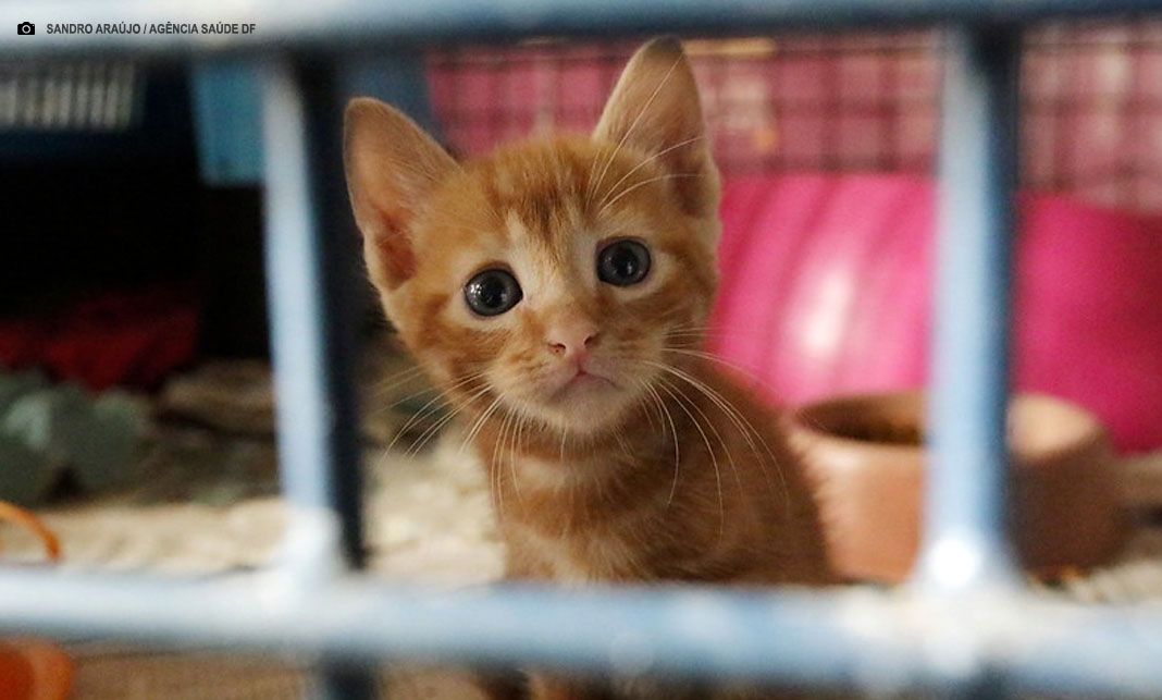 BRB inicia pagamento dos cartões Ração e Castração para protetores do DF