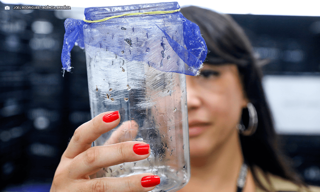 Drones e mosquitos wolbitos: GDF alia tecnologia e controle biológico no combate à dengue