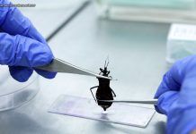 Vigilância Ambiental analisa animais que representam risco à saúde no DF